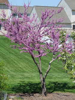 فروش درختچه ارغوان